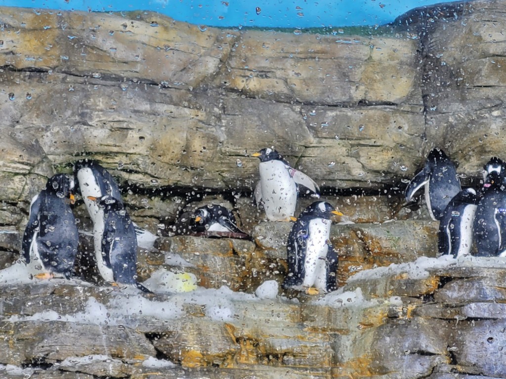 Foto: Oceanográfico - Valencia (València), España