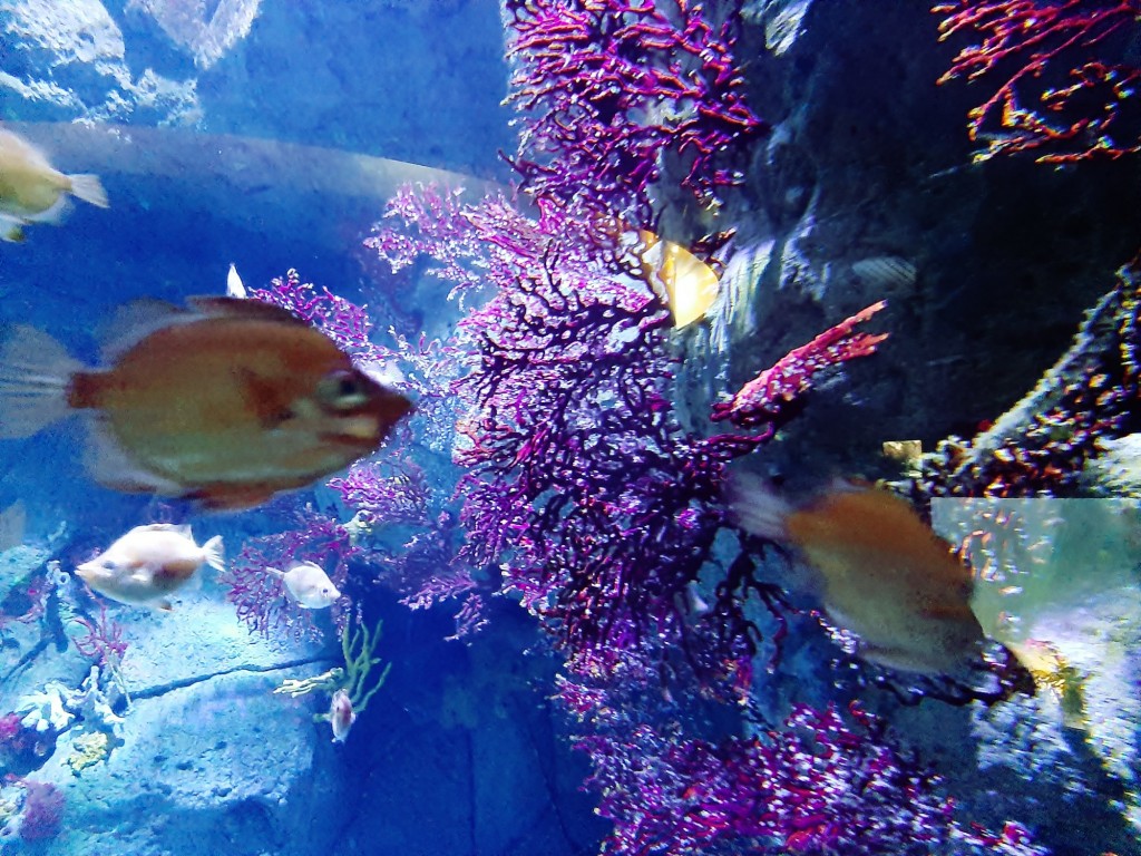 Foto: Oceanográfico - Valencia (València), España