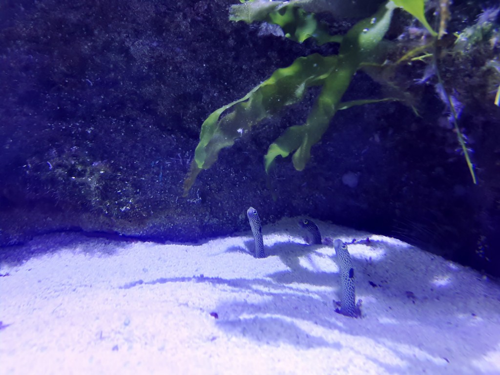 Foto: Oceanográfico - Valencia (València), España