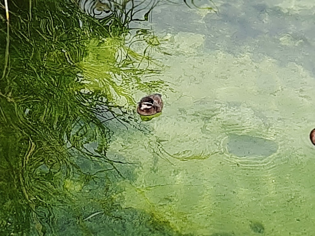 Foto: Oceanográfico - Valencia (València), España