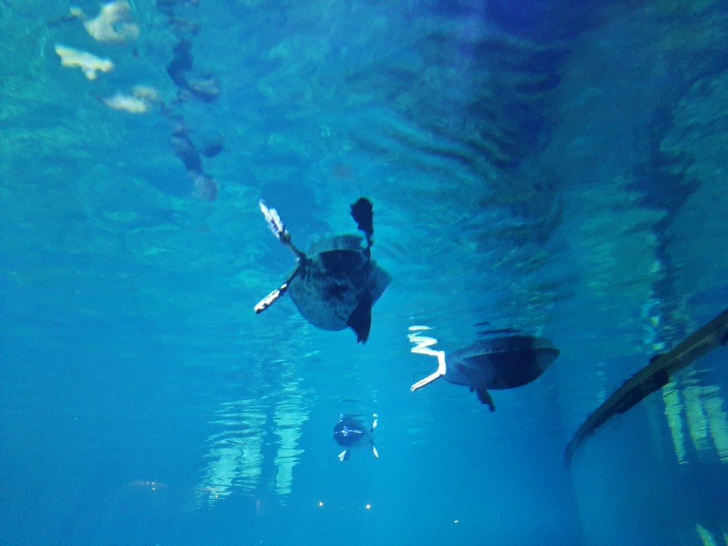 Foto: Oceanográfico - Valencia (València), España