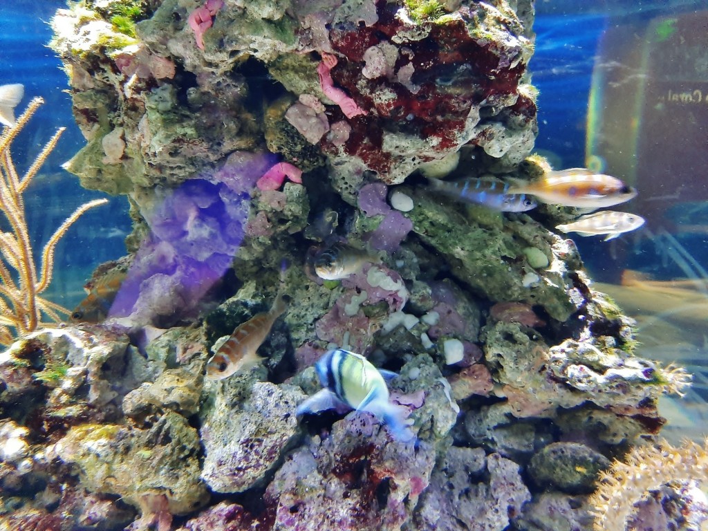 Foto: Oceanográfico - Valencia (València), España