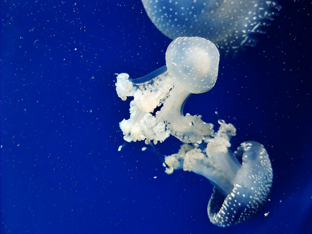 Foto: Oceanográfico - Valencia (València), España
