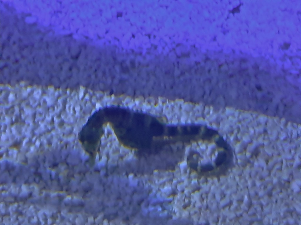 Foto: Oceanográfico - Valencia (València), España