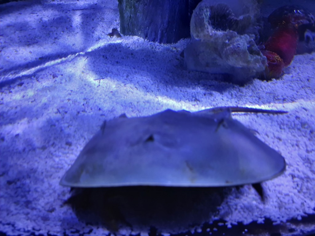 Foto: Oceanográfico - Valencia (València), España