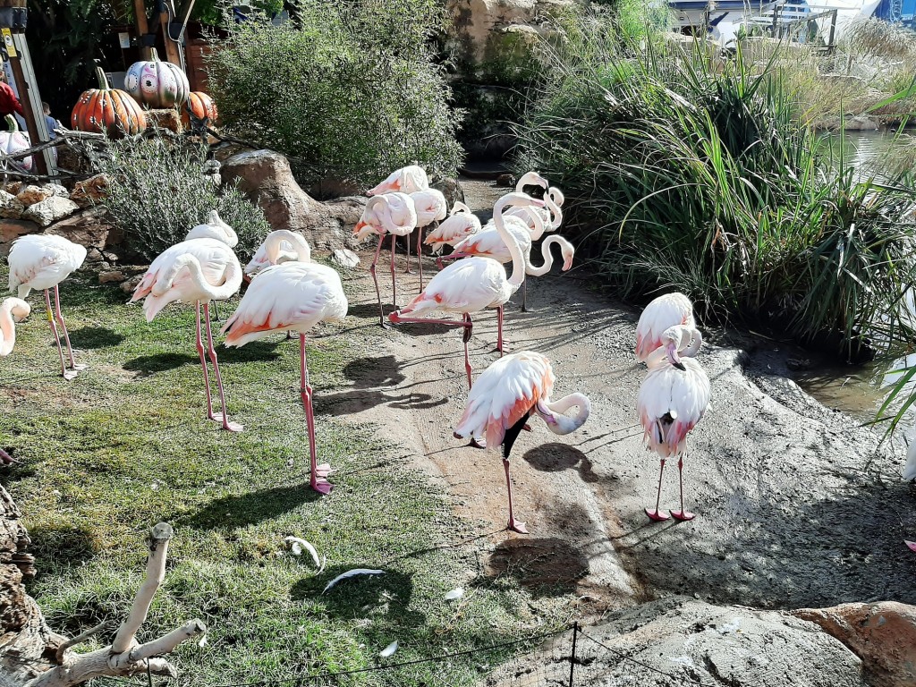 Foto: Oceanográfico - Valencia (València), España
