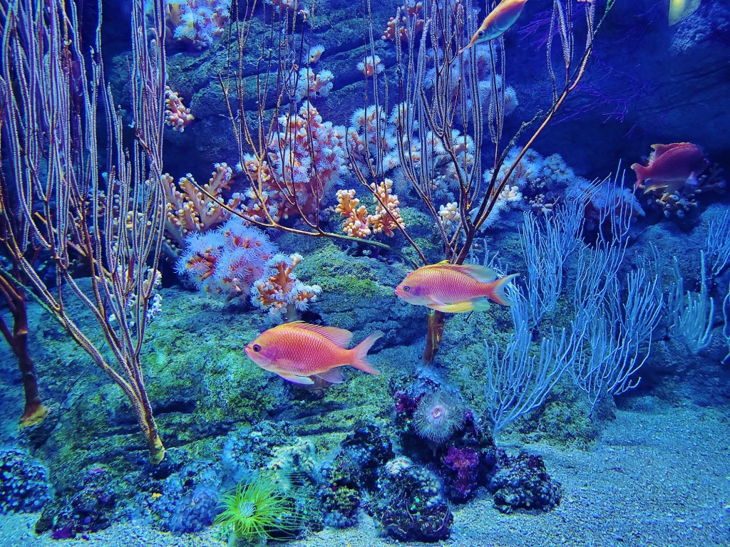 Foto: Oceanográfico - Valencia (València), España