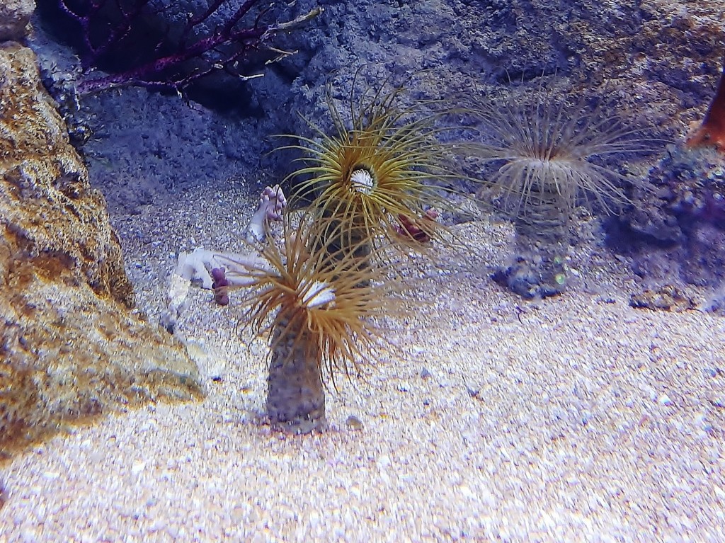 Foto: Oceanográfico - Valencia (València), España