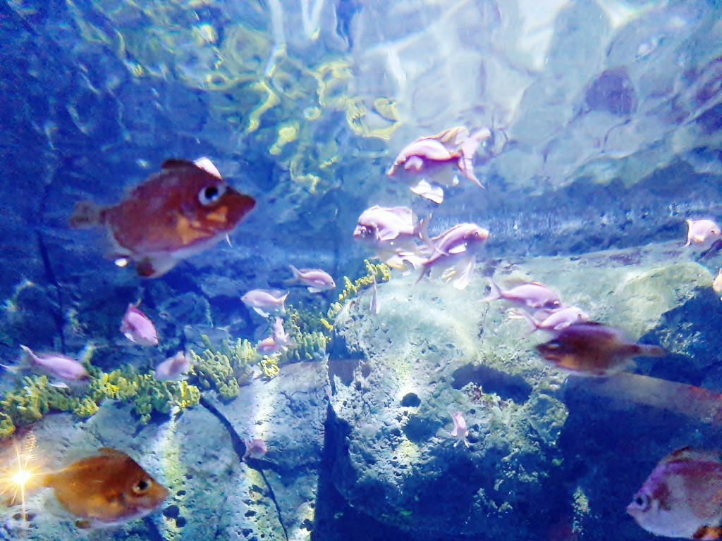 Foto: Oceanográfico - Valencia (València), España