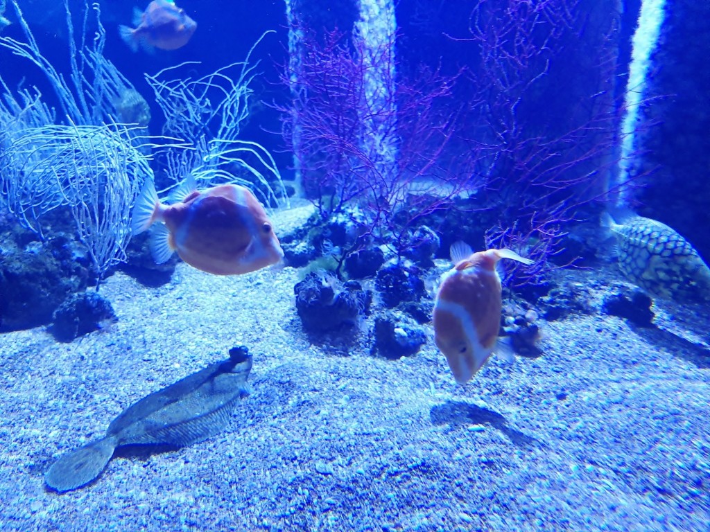 Foto: Oceanográfico - Valencia (València), España