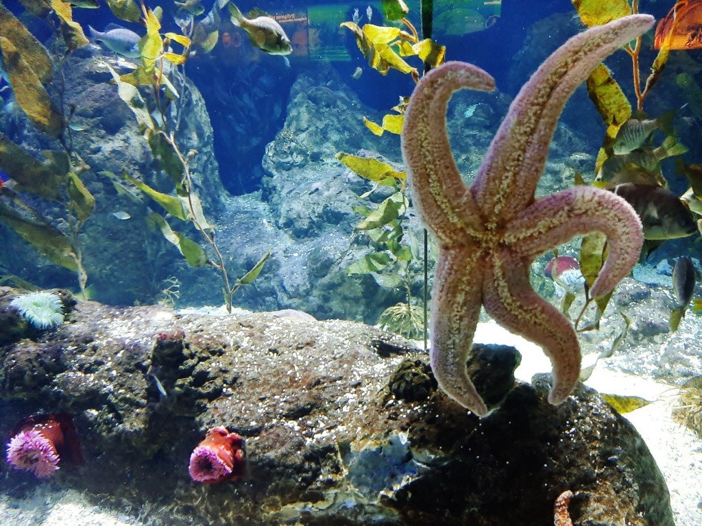 Foto: Oceanográfico - Valencia (València), España