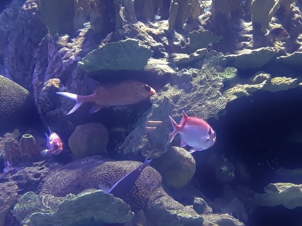 Foto: Oceanográfico - Valencia (València), España