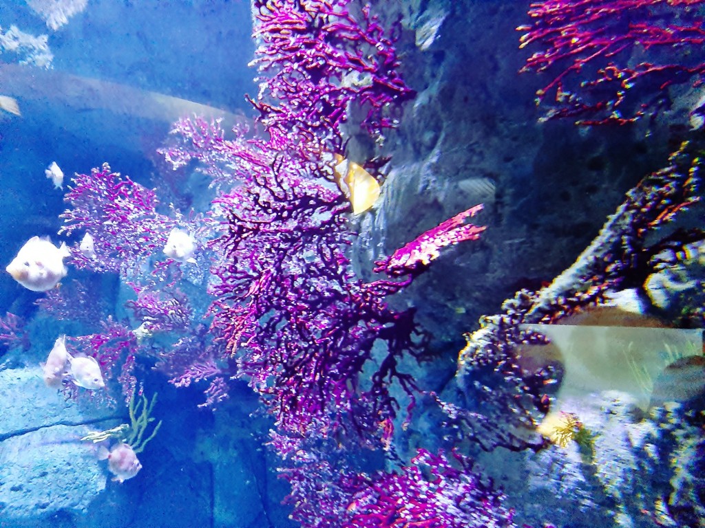 Foto: Oceanográfico - Valencia (València), España