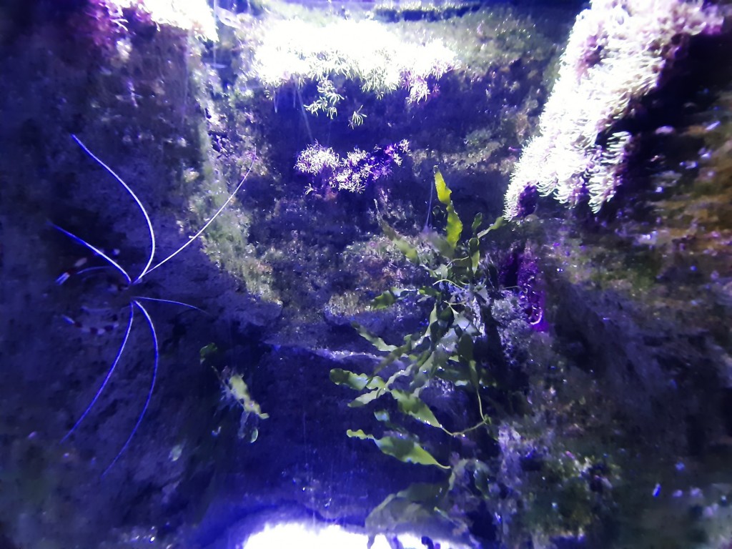 Foto: Oceanográfico - Valencia (València), España