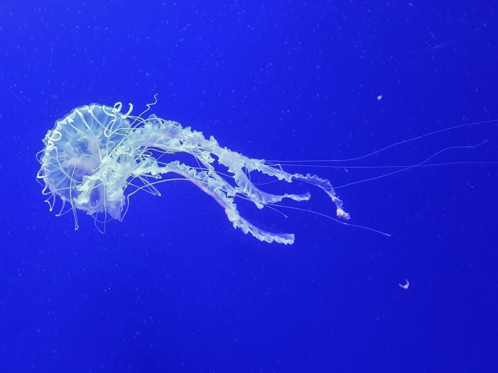 Foto: Oceanográfico - Valencia (València), España