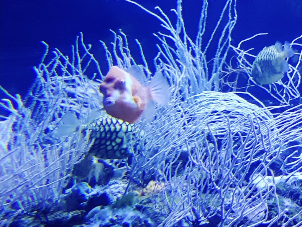 Foto: Oceanográfico - Valencia (València), España