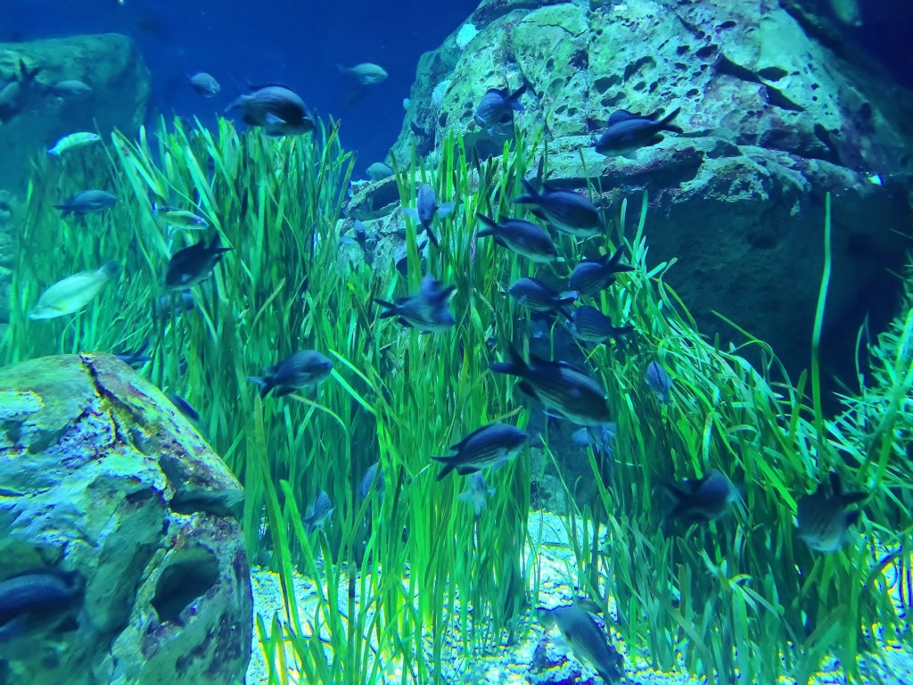 Foto: Oceanográfico - Valencia (València), España