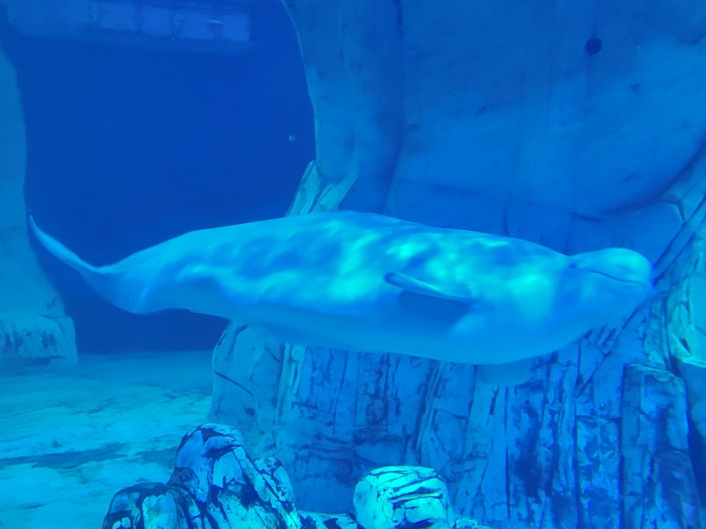 Foto: Oceanográfico - Valencia (València), España