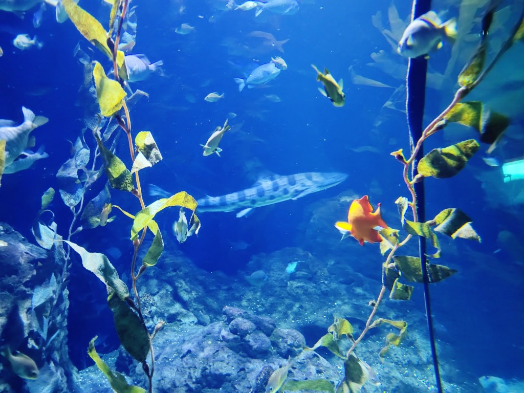Foto: Oceanográfico - Valencia (València), España