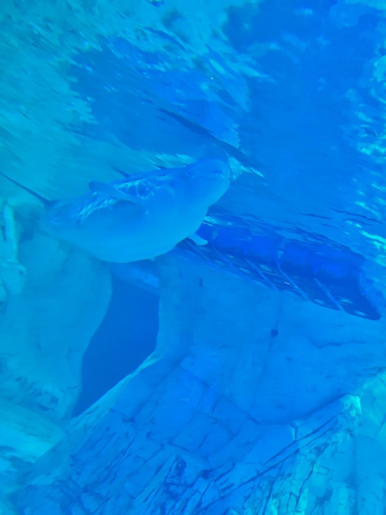 Foto: Oceanográfico - Valencia (València), España