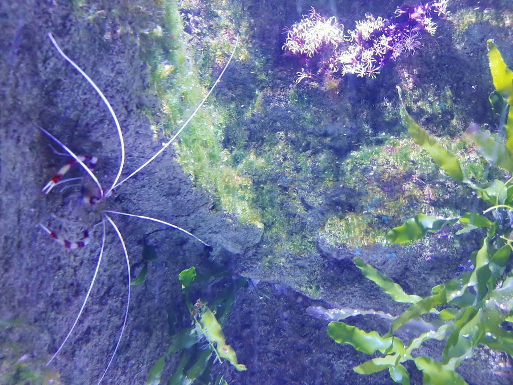 Foto: Oceanográfico - Valencia (València), España