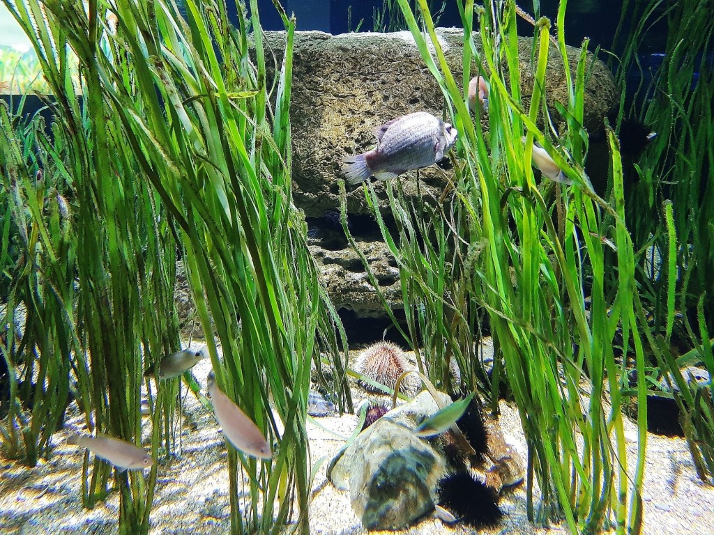 Foto: Oceanográfico - Valencia (València), España