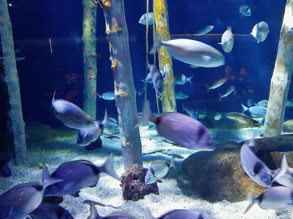 Foto: Oceanográfico - Valencia (València), España