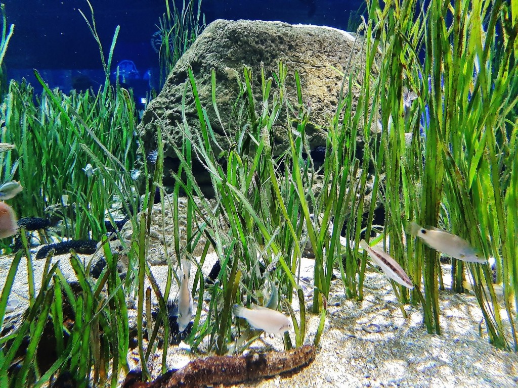 Foto: Oceanográfico - Valencia (València), España