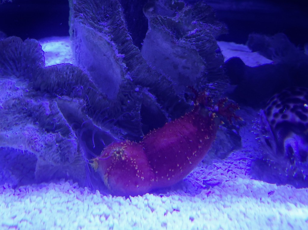 Foto: Oceanográfico - Valencia (València), España