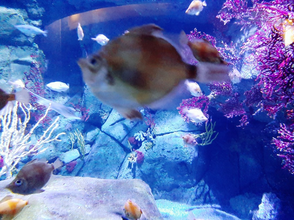 Foto: Oceanográfico - Valencia (València), España