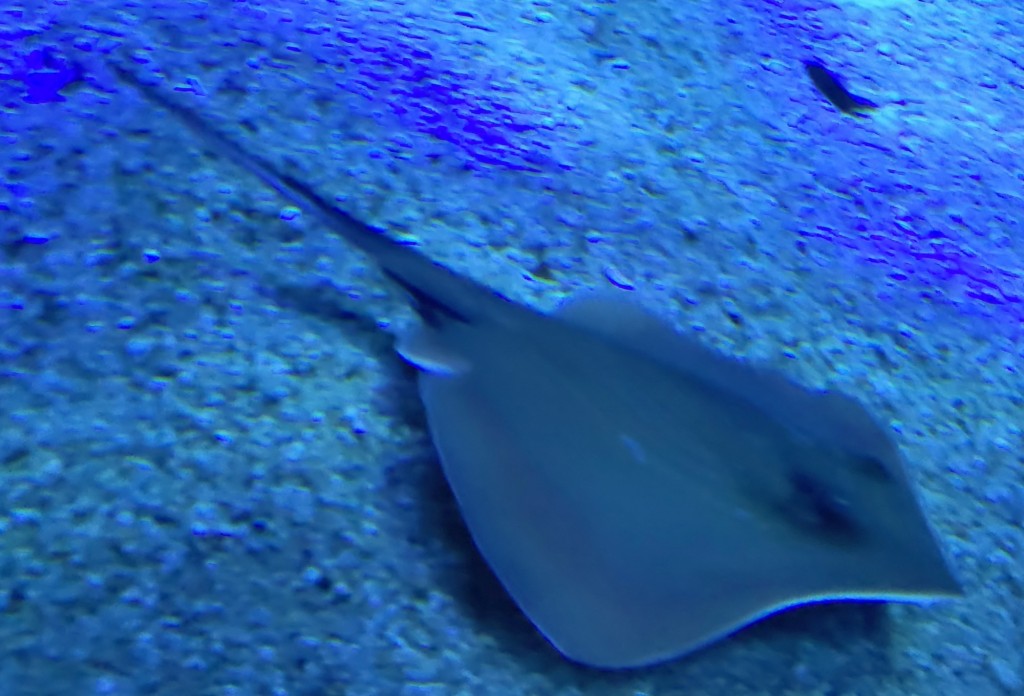 Foto: Oceanográfico - Valencia (València), España