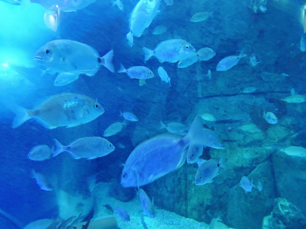 Foto: Oceanográfico - Valencia (València), España