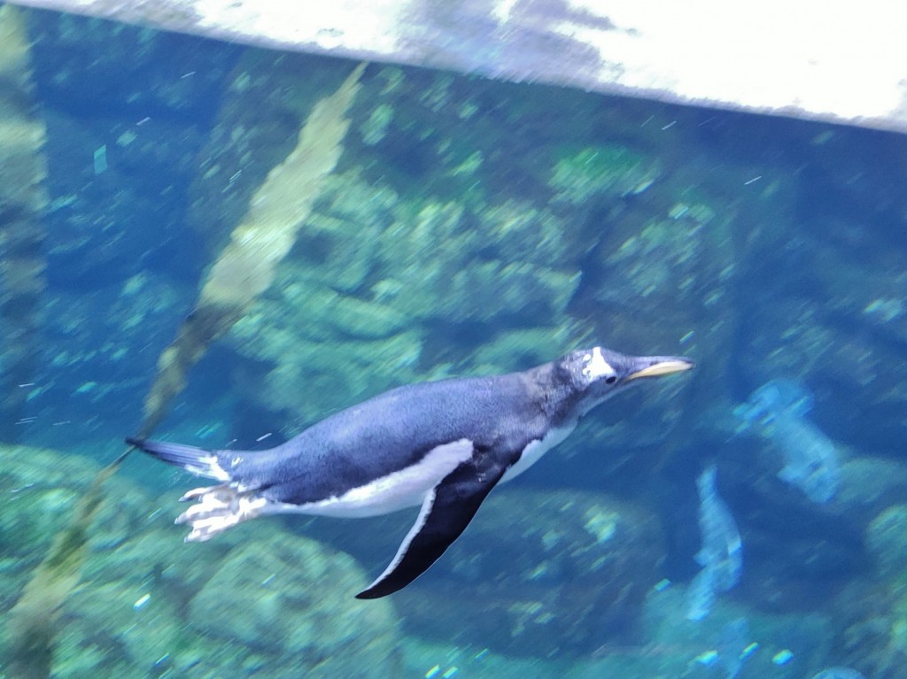 Foto: Oceanográfico - Valencia (València), España