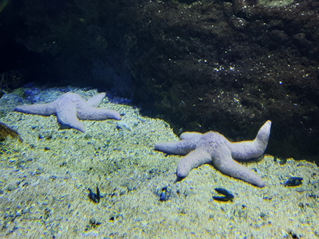 Foto: Oceanográfico - Valencia (València), España