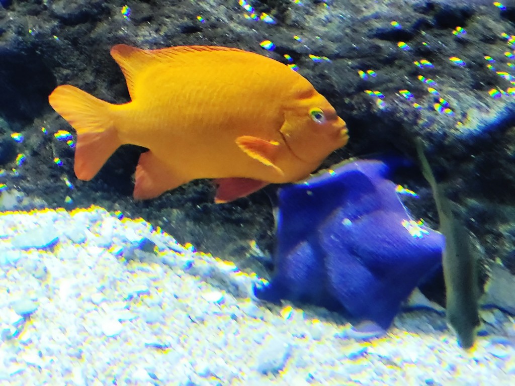 Foto: Oceanográfico - Valencia (València), España
