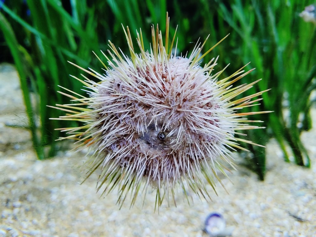 Foto: Oceanográfico - Valencia (València), España