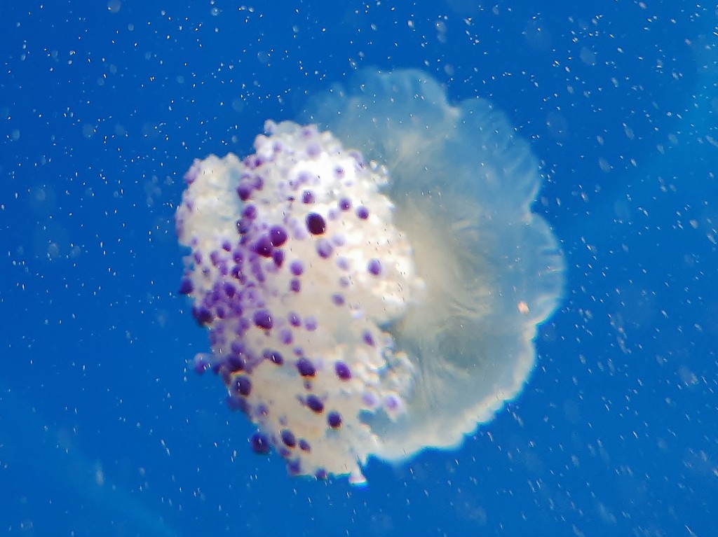 Foto: Oceanográfico - Valencia (València), España