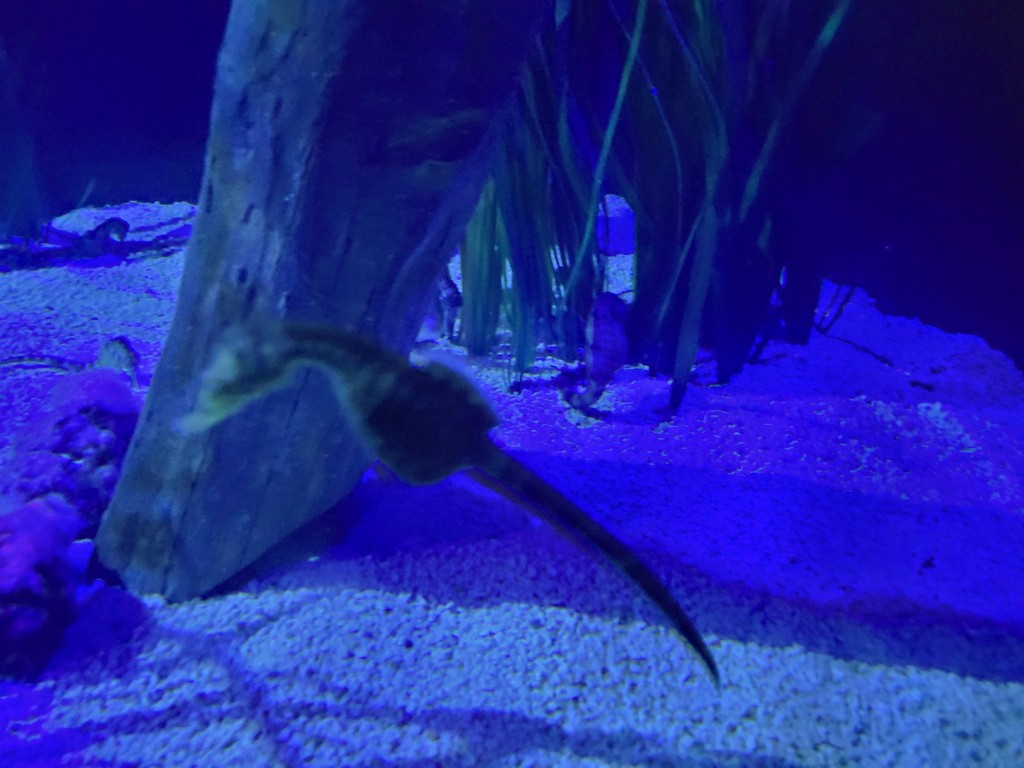 Foto: Oceanográfico - Valencia (València), España