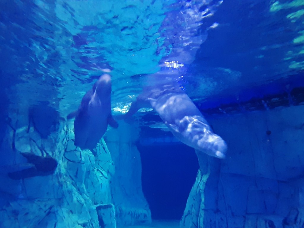 Foto: Oceanográfico - Valencia (València), España