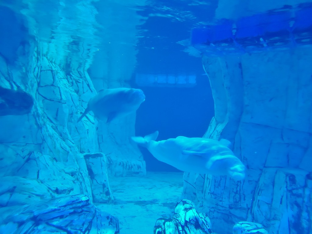 Foto: Oceanográfico - Valencia (València), España