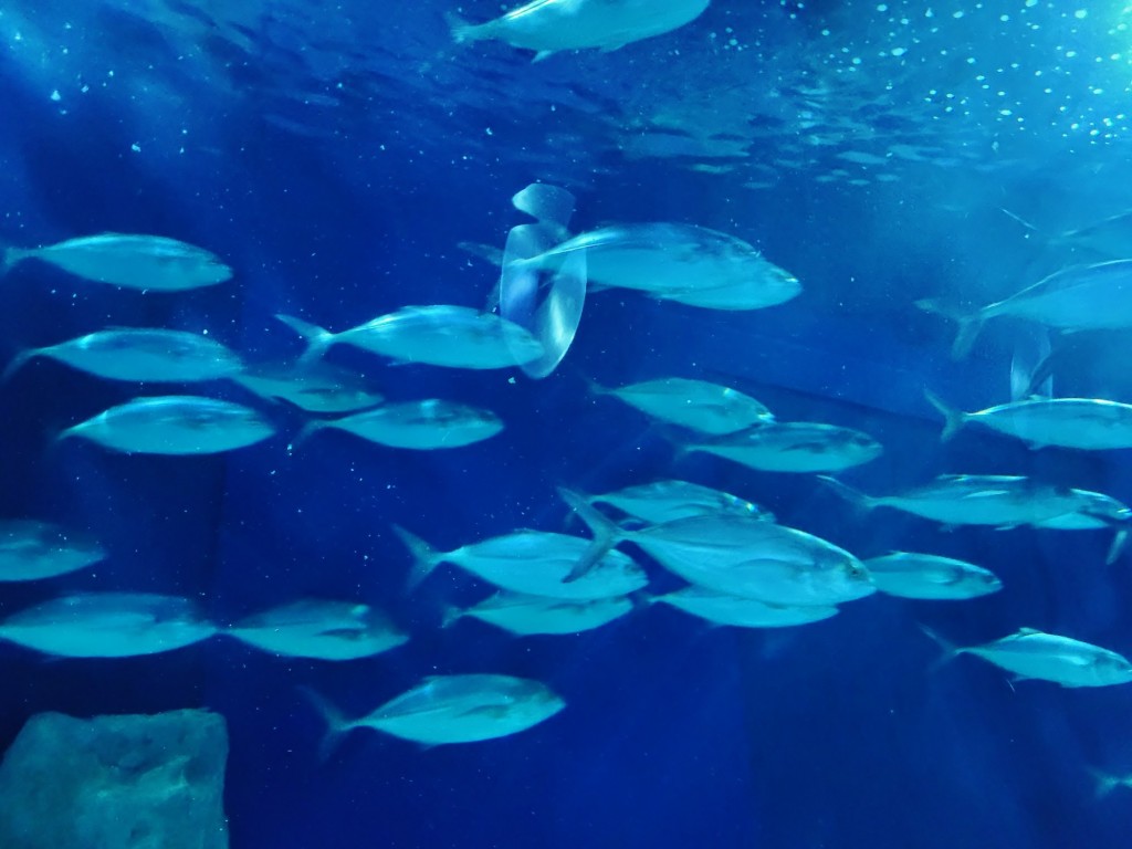 Foto: Oceanográfico - Valencia (València), España