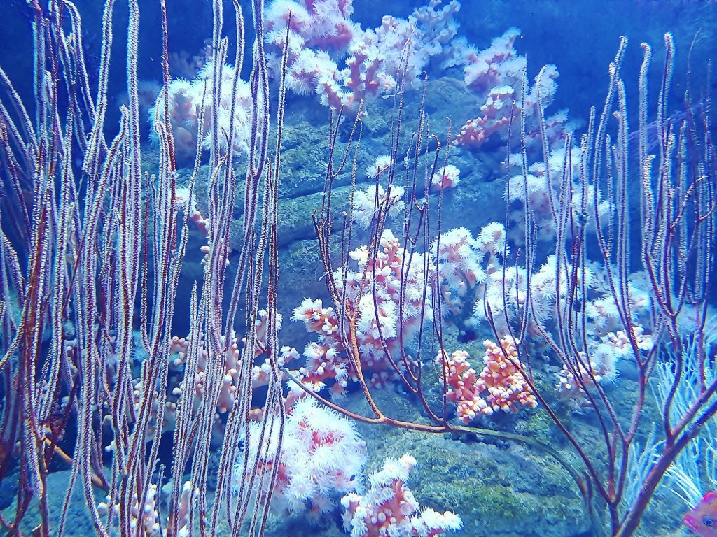 Foto: Oceanográfico - Valencia (València), España