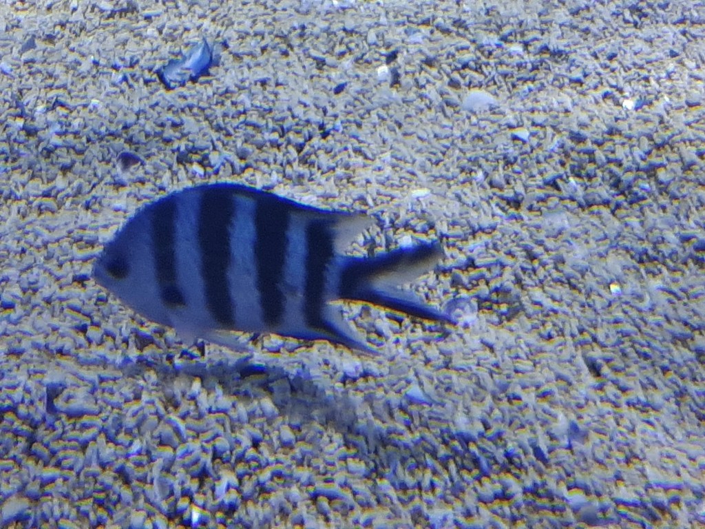 Foto: Oceanográfico - Valencia (València), España