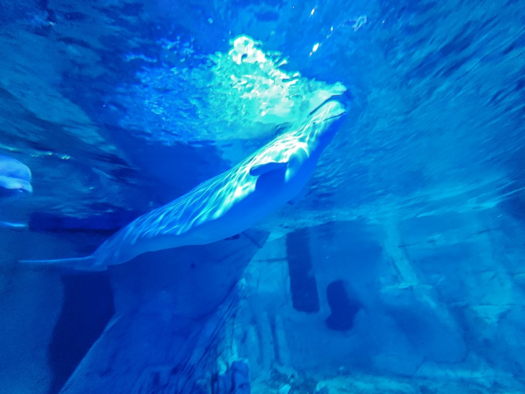 Foto: Oceanográfico - Valencia (València), España