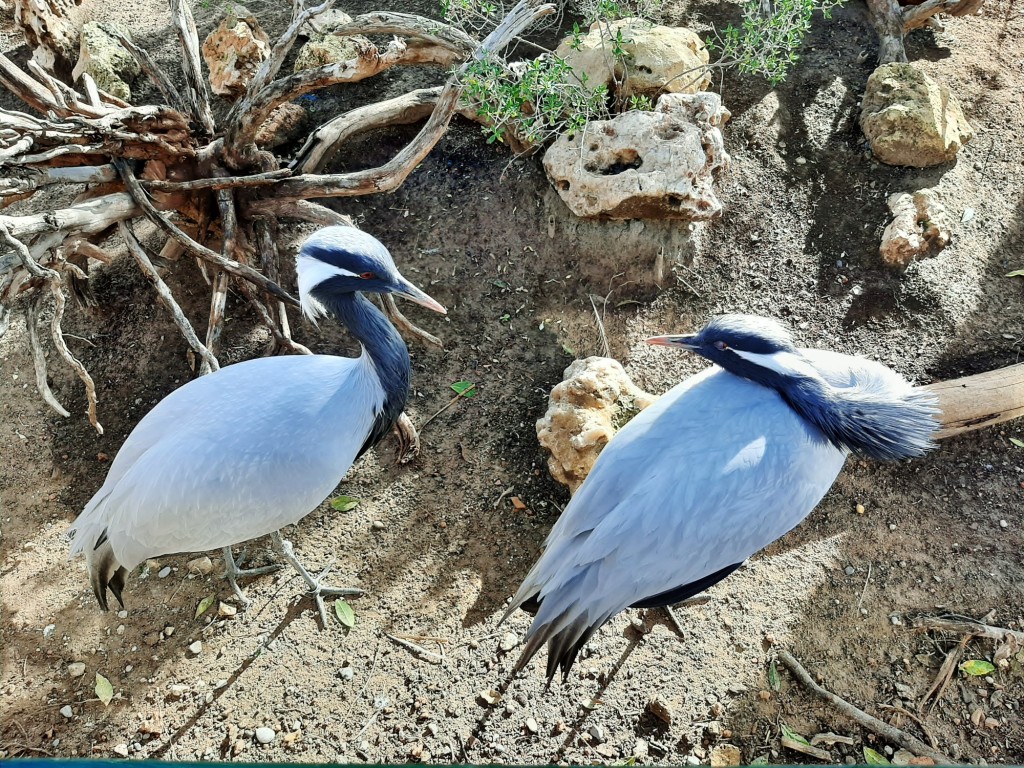 Foto: Oceanográfico - Valencia (València), España