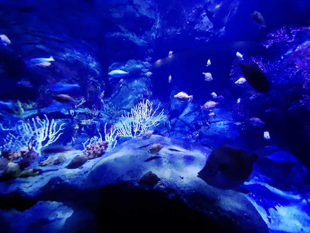 Foto: Oceanográfico - Valencia (València), España