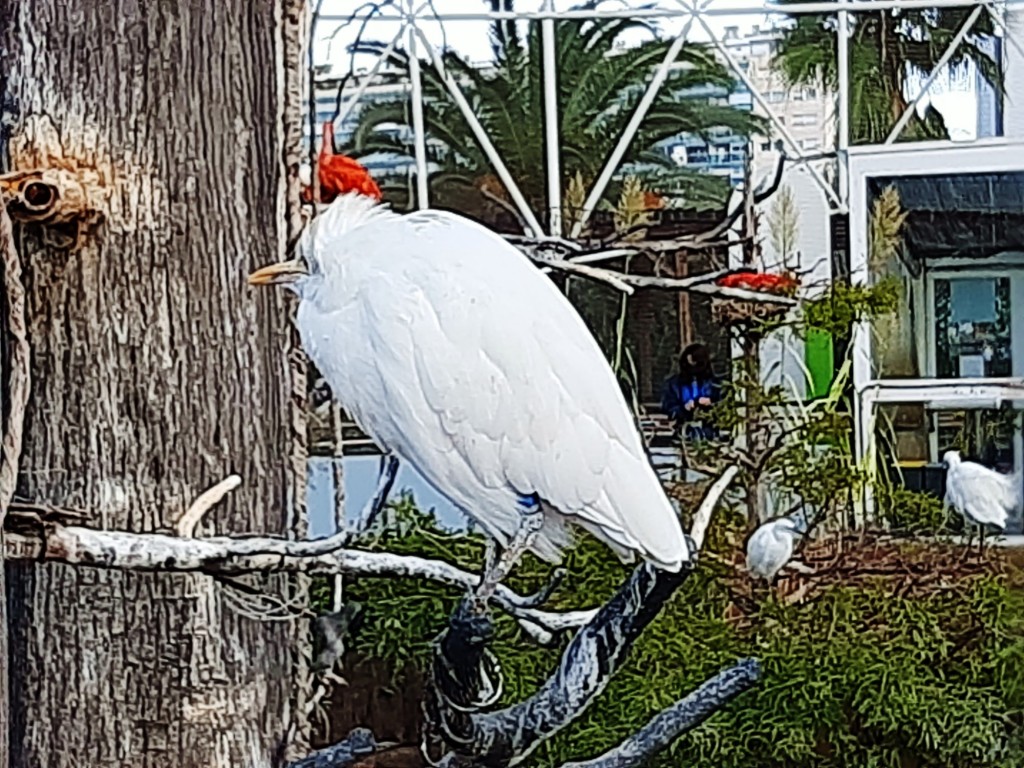 Foto: Oceanográfico - Valencia (València), España