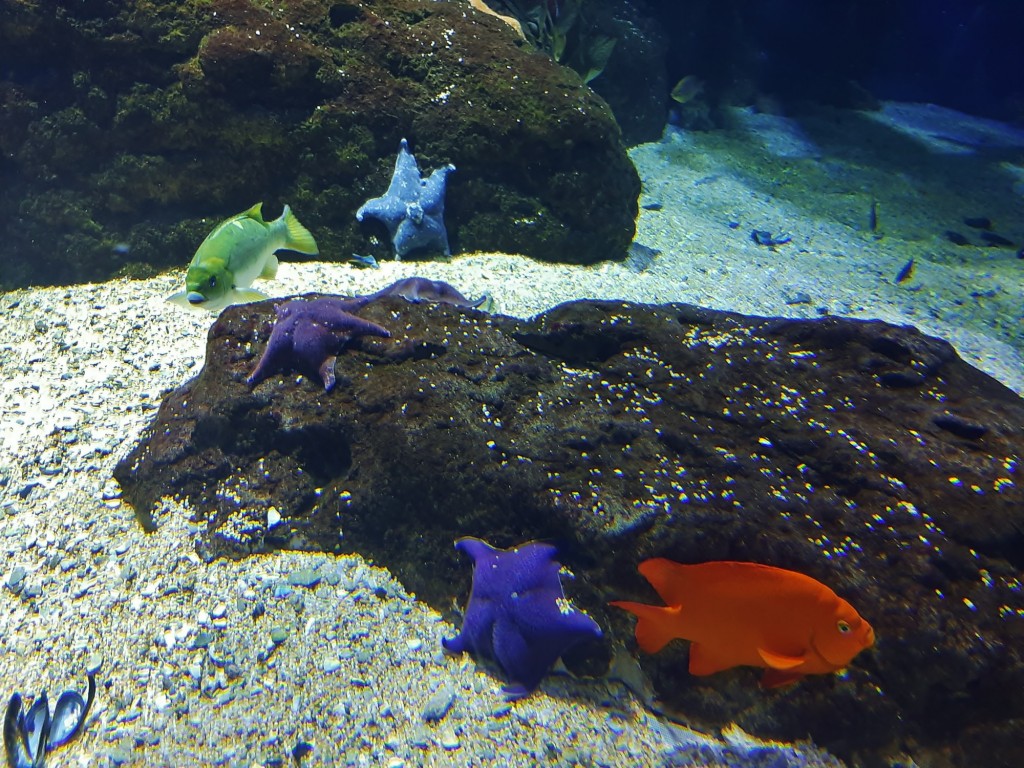 Foto: Oceanográfico - Valencia (València), España