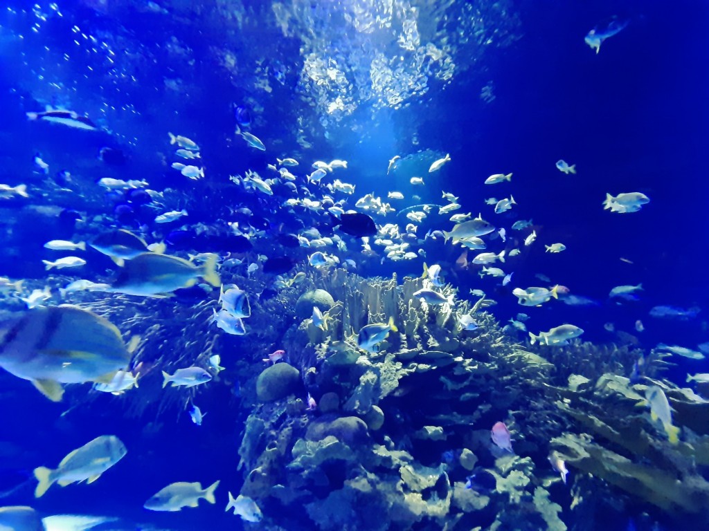 Foto: Oceanográfico - Valencia (València), España