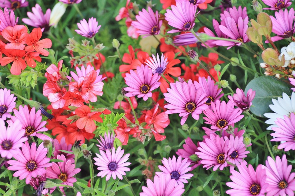Foto: Jardín Botánico - Blanes (Girona), España